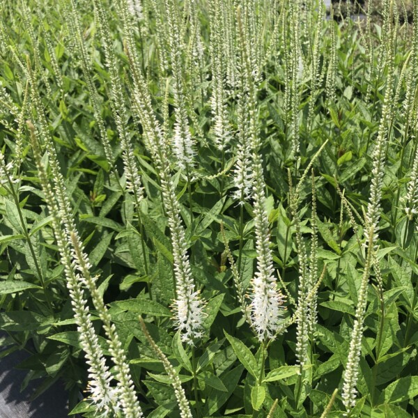 Veronicastrum virginicum 'Diana' (Culver's Root)