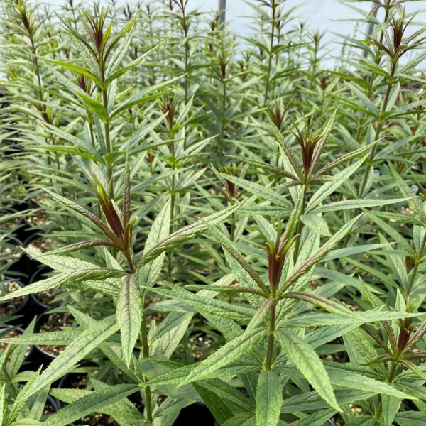 Veronicastrum virginicum 'Diana' (Culver's Root) - Image 3