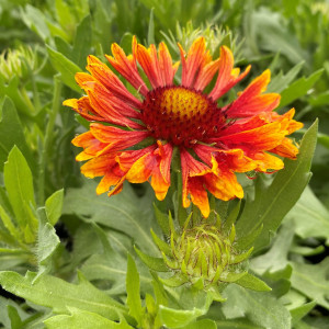 Gaillardia x grandiflora 'Spintop Copper Sun' (Blanket Flower)