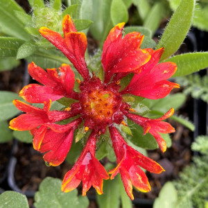 Gaillardia  x grandiflora 'Spintop Yellow Touch' (Blanket Flower)