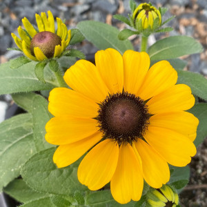 Rudbeckia hirta 'Toto Gold' (Gloriosa Daisy)