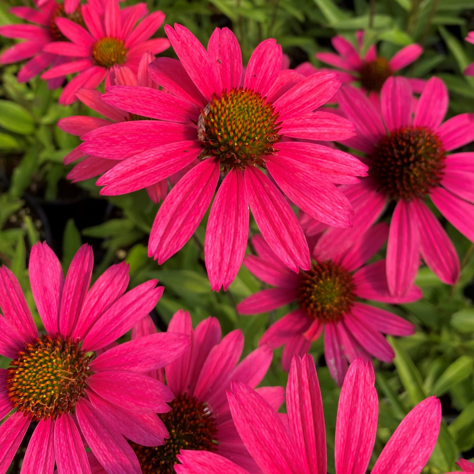 Echinacea ‘Glowing Dream’ (Coneflower) - Cavano's Perennials