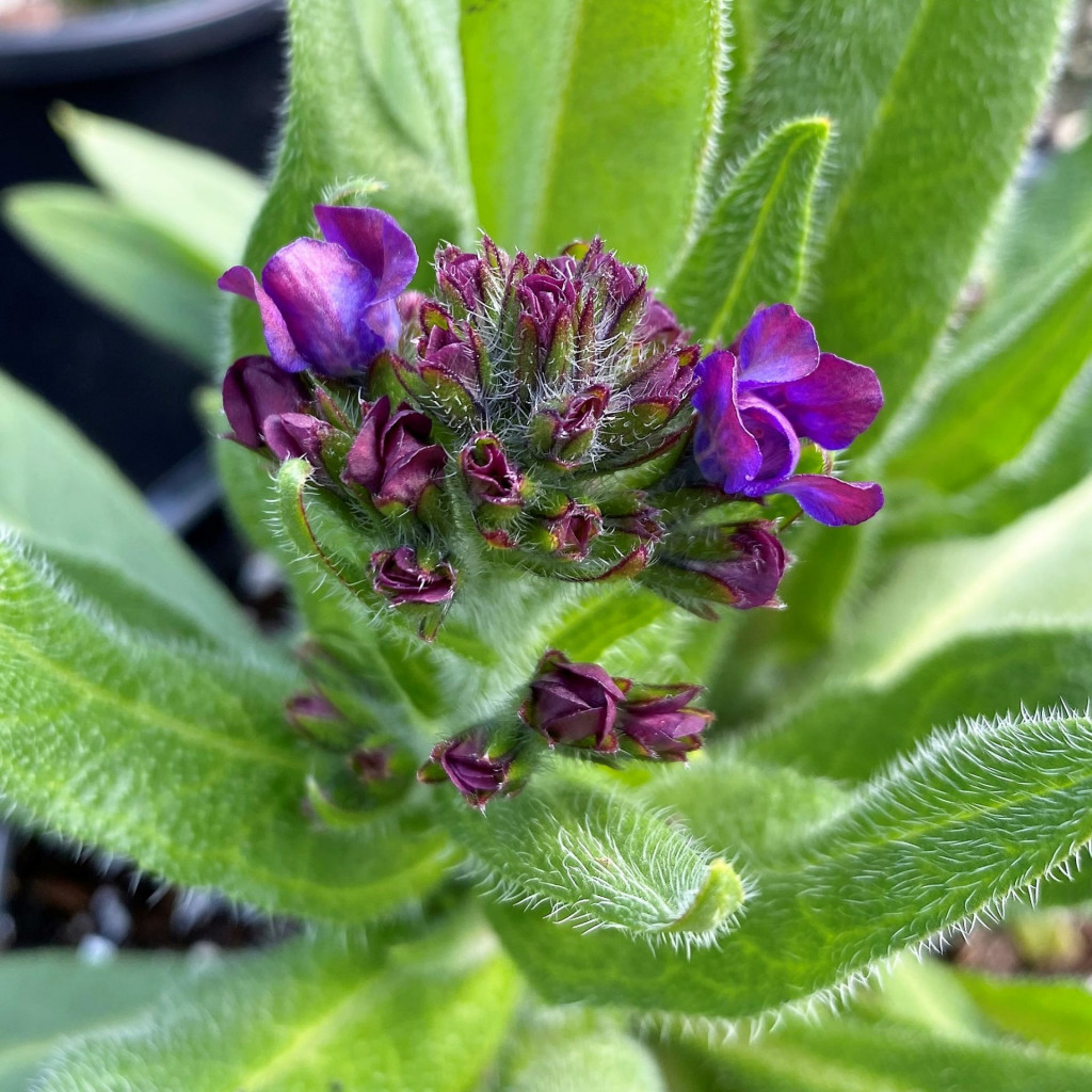 Anchusa azurea ‘Loddon Royalist’ (Italian Bugloss) - Cavano's Perennials