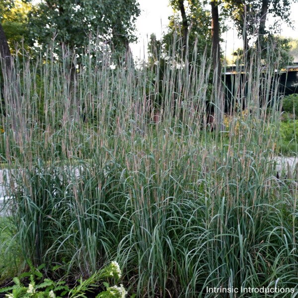 Andropogon gerardii 'Holy Smoke' (Big Bluestem)