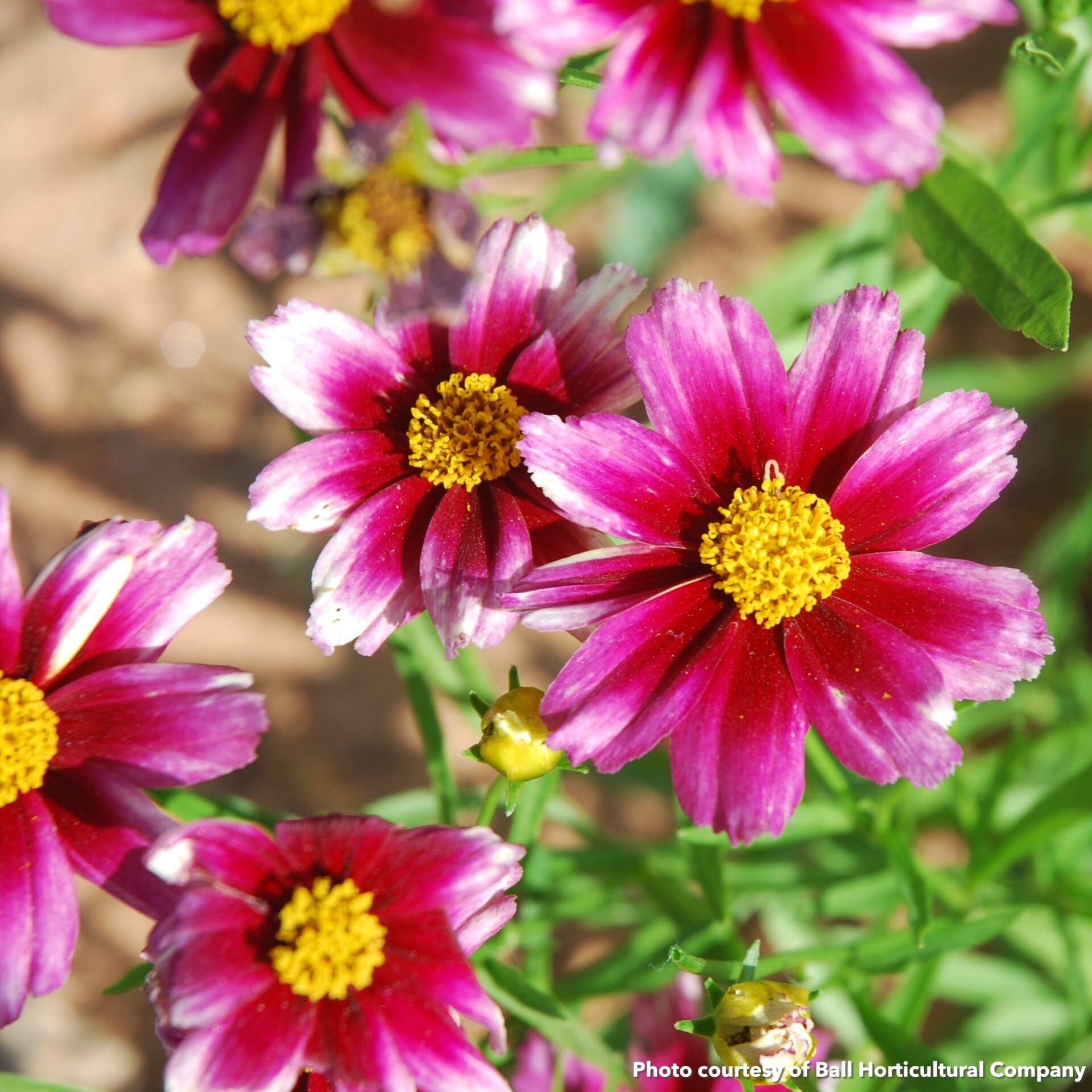 Coreopsis Li'l Bang 'Starstruck' (Tickseed) PP28,006 - Image 2