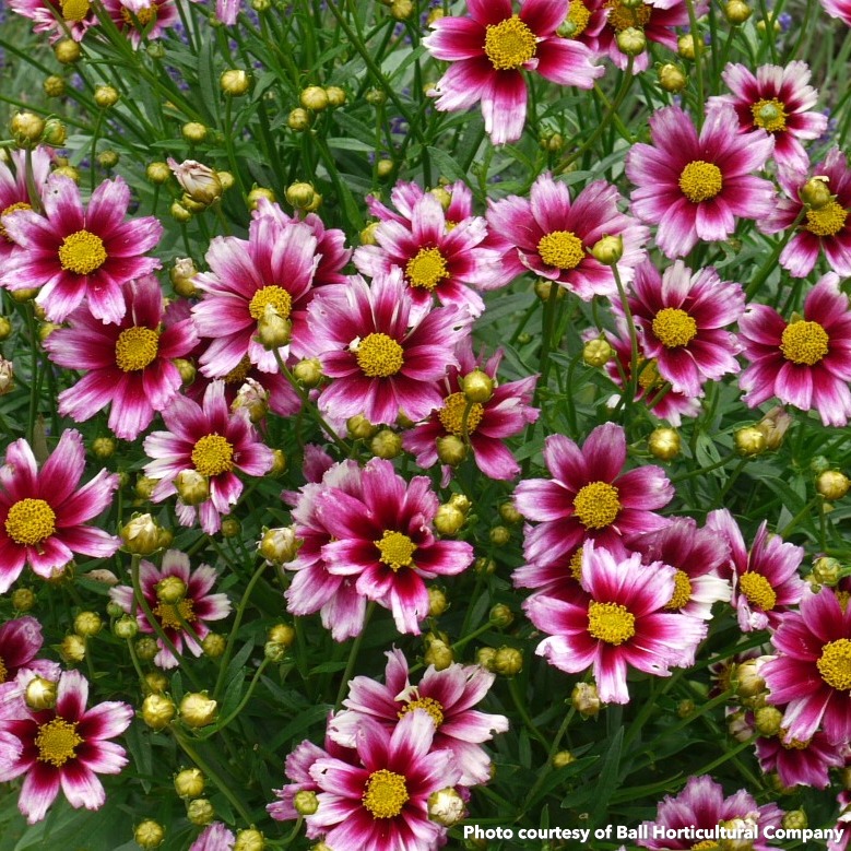 Coreopsis Li'l Bang 'Starstruck' (Tickseed) PP28,006