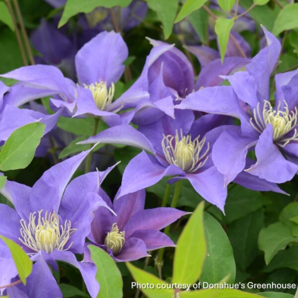 Clematis x Boulevard® Olympia™ ‘Evipo099’