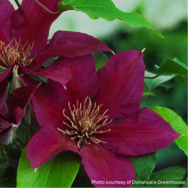 Clematis x Boulevard® Picardy™ ‘Evipo024’ 