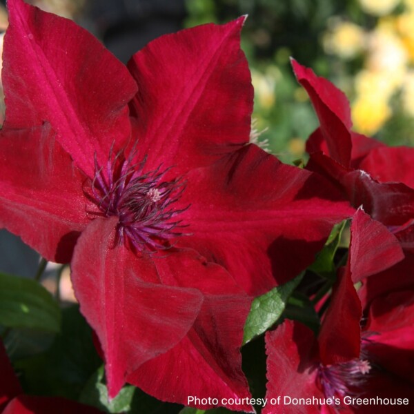 Clematis x Boulevard® Nubia™ ‘Evipo079’