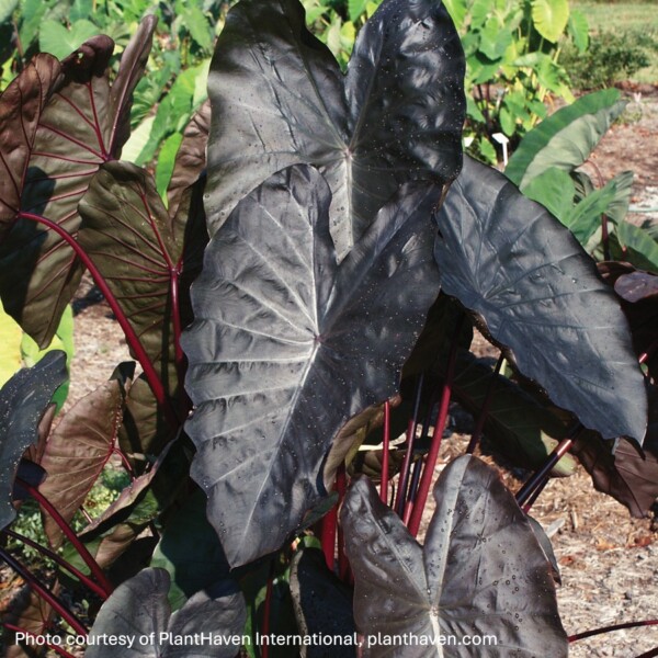 Colocasia esculenta Royal Hawaiian® ‘Diamond Head’ (Elephant Ear)