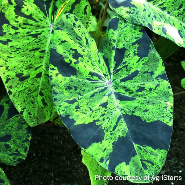 Colocasia ensulenta 'Mojito' (Elephant Ear) - Image 3