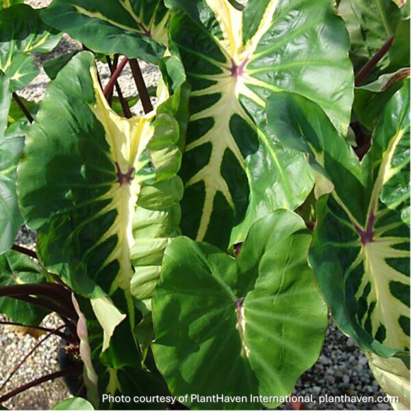 Colocasia esculenta Royal Hawaiian® ‘White Lava’ (Elephant Ear)