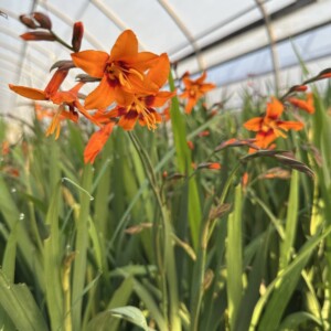 Crocosmia x crocosmiiflora ‘Emily Mckenzie’ (Montbretia)