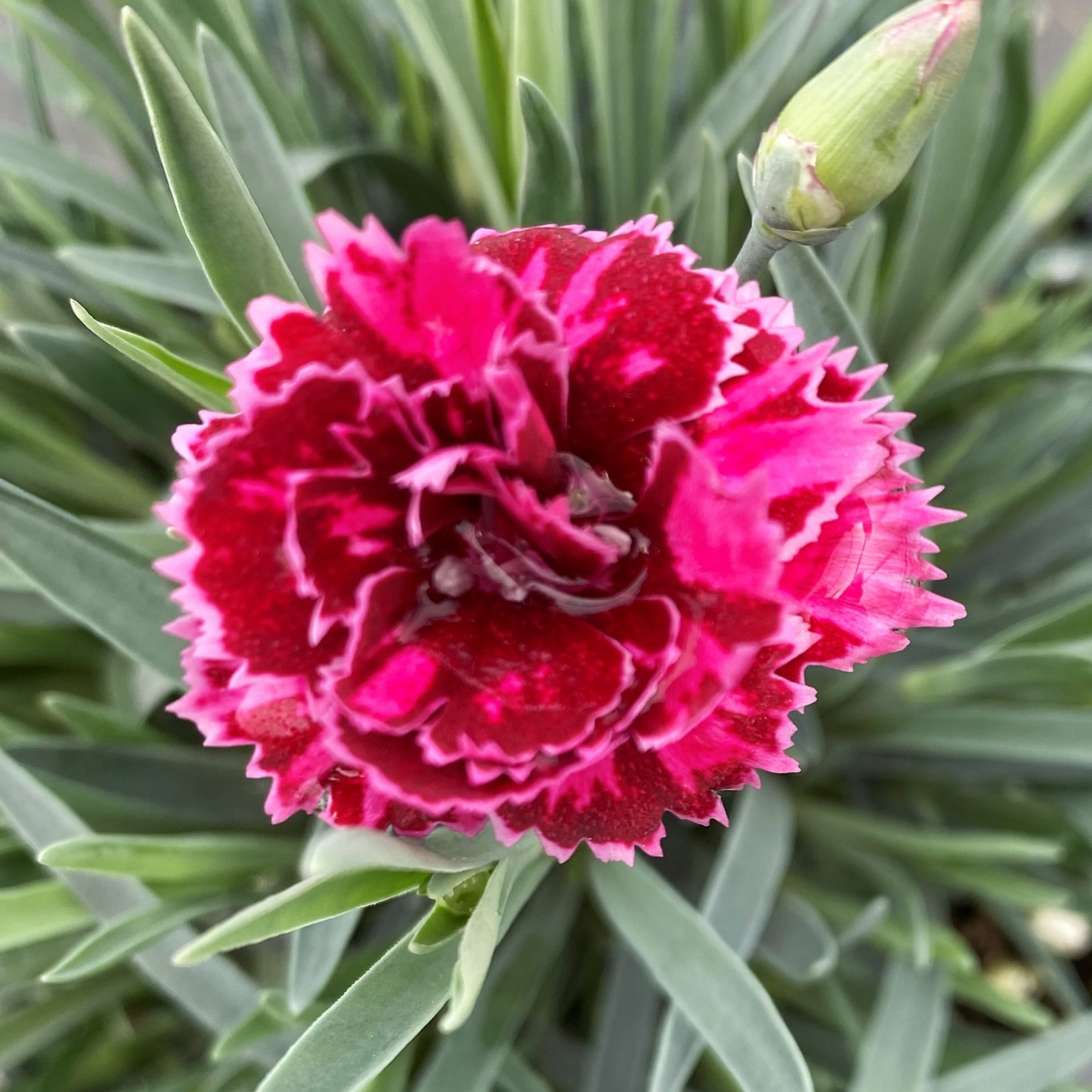 Dianthus Fruit Punch® ‘Black Cherry Frost’ (Pinks) PP28,603 - Cavano's ...