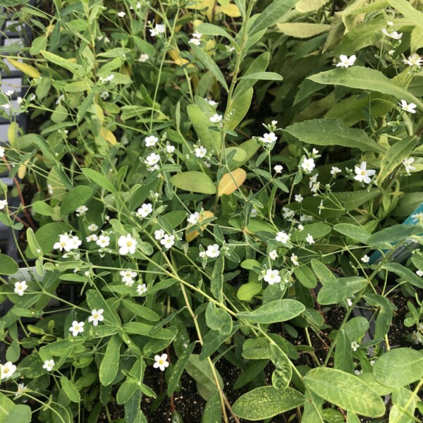 Euphorbia corollata (Flowering Spurge)