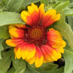Gaillardia aristata Barbican Yellow-Red Ring (Blanket Flower)