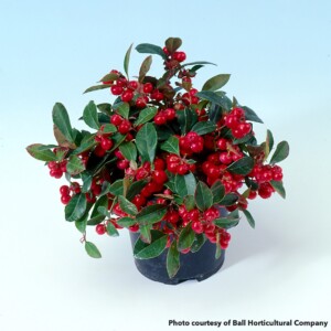 Gaultheria procumbens (American Wintergreen)