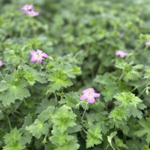 Geranium wlassovianum (Cranesbill)