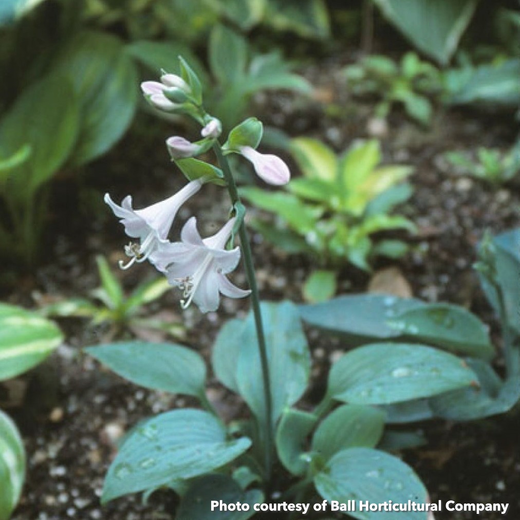 Hosta 'Fragrant Blue'
