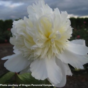 Peony Charles White