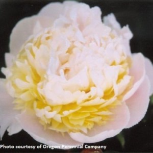 Peony Duchesse de Nemours