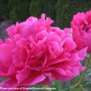 Peony Felix Crousse