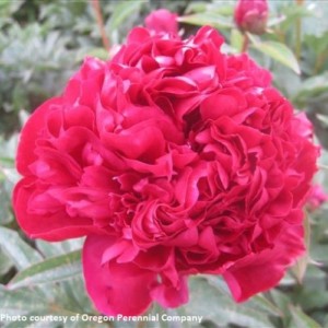 Peony Inspecteur Lavergne