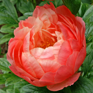 Paeonia 'Coral Charm' (Garden Peony)