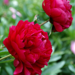 Paeonia 'Felix Crousse' (Garden Peony)