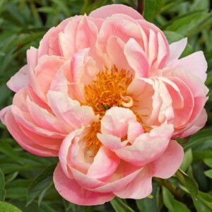 Paeonia 'Pink Hawaiian Coral' (Garden Peony)