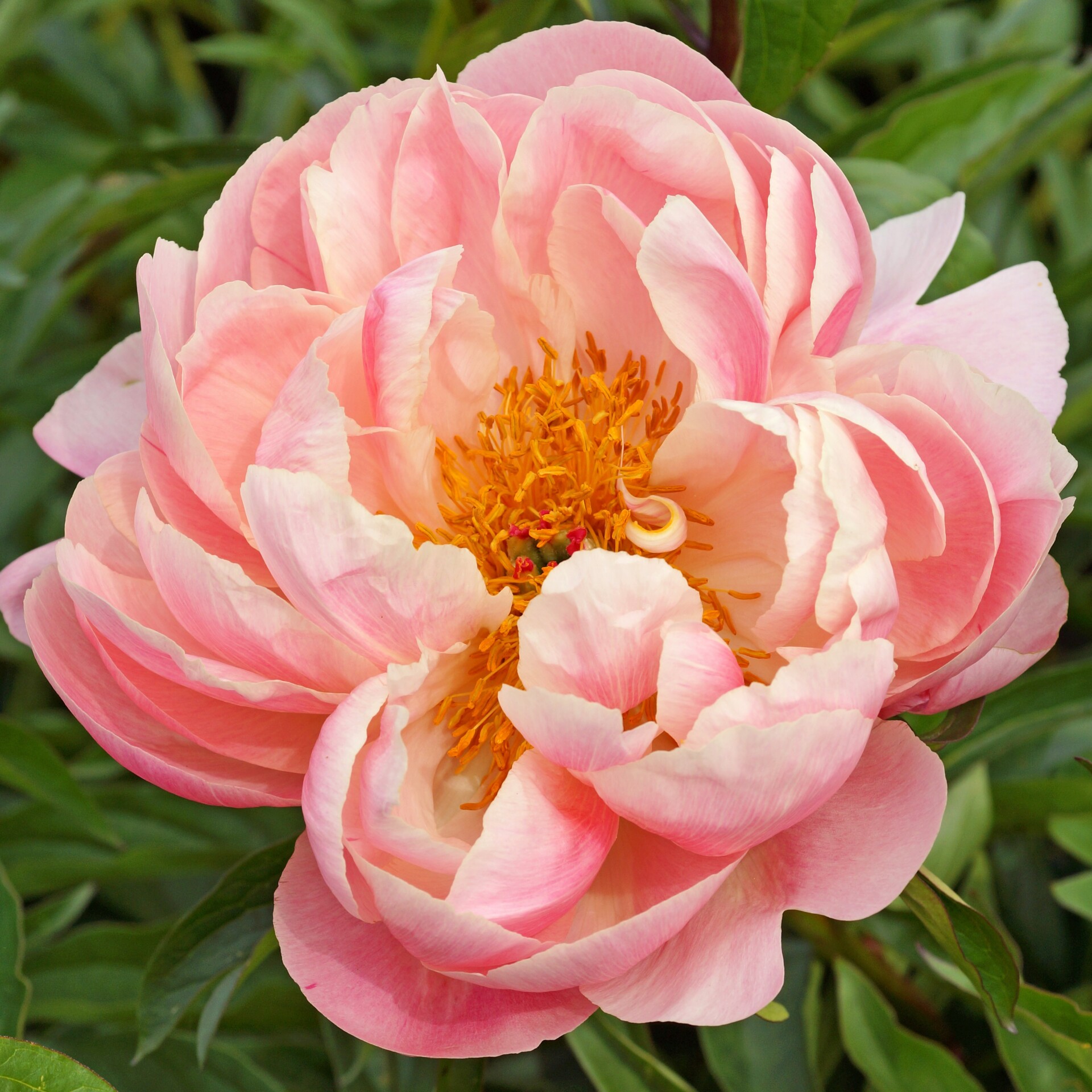 Paeonia 'Pink Hawaiian Coral' (Garden Peony)
