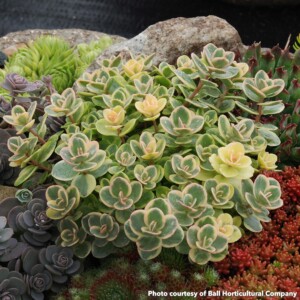 Sedum Sunsparkler 'Lime Twister' (Stonecrop)