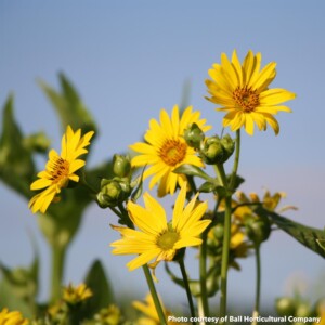 Silphium perfoliatum (Cup Plant)