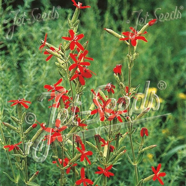 Silene regia (Royal Catchfly)