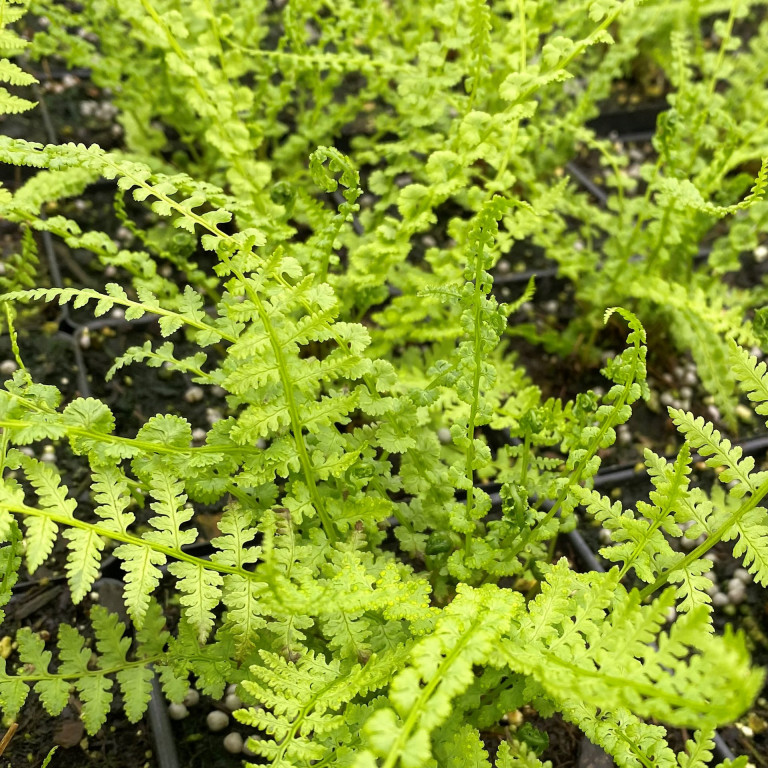 Athyrium filix-femina ‘Frizelliae’ (Tatting Fern) - Cavano's Perennials