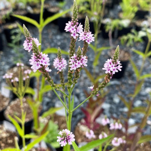 Verbena hastata 'Pink Spires' (Vervain)