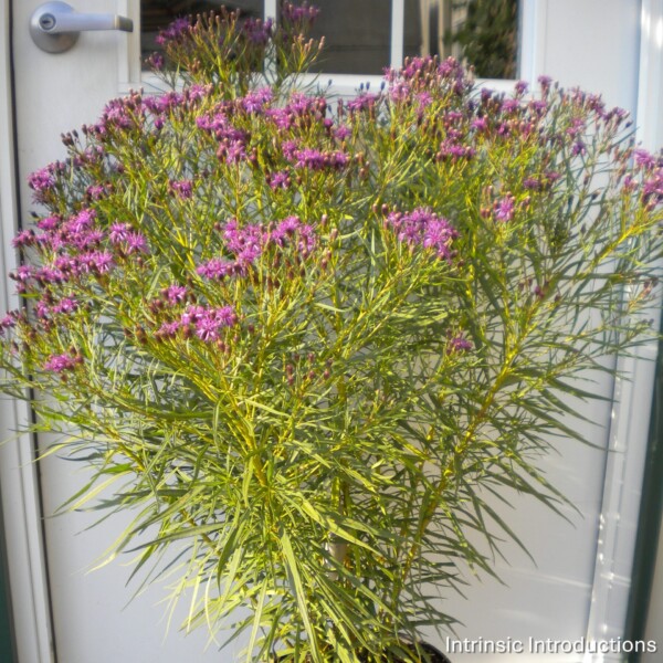 Vernonia x 'Southern Cross' (Ironweed) - Image 2