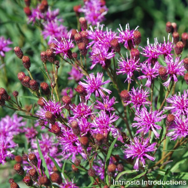 Vernonia x 'Southern Cross' (Ironweed)