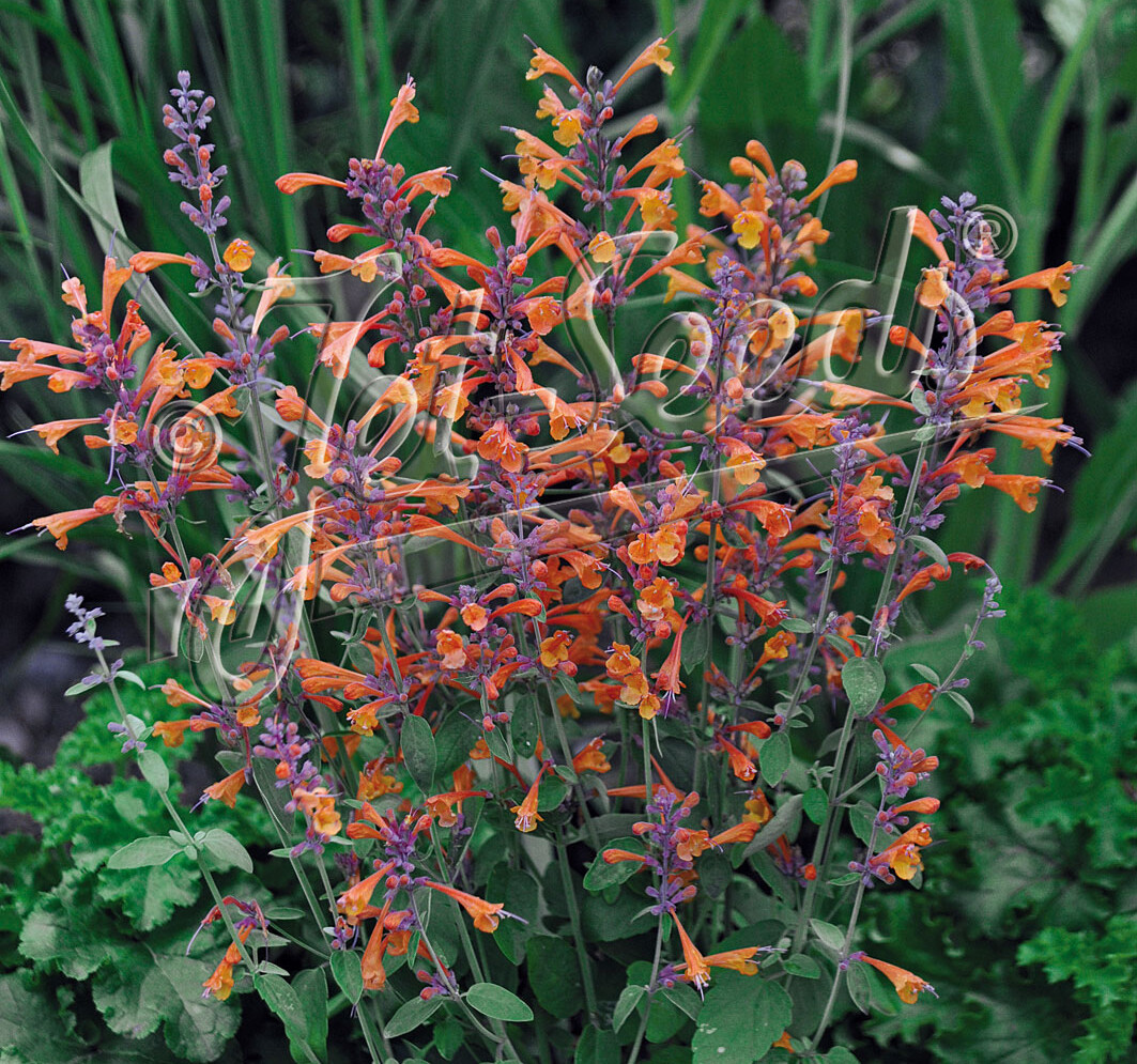Agastache x 'Tango' (Hummingbird Mint)