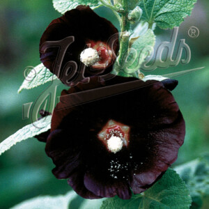 Alcea nigra 'Arabian Nights' (Hollyhock)