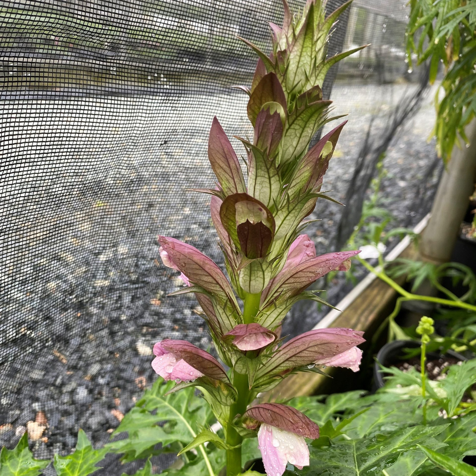 Acanthus x Morning Candle (Bear’s Breeches) - Cavano's Perennials