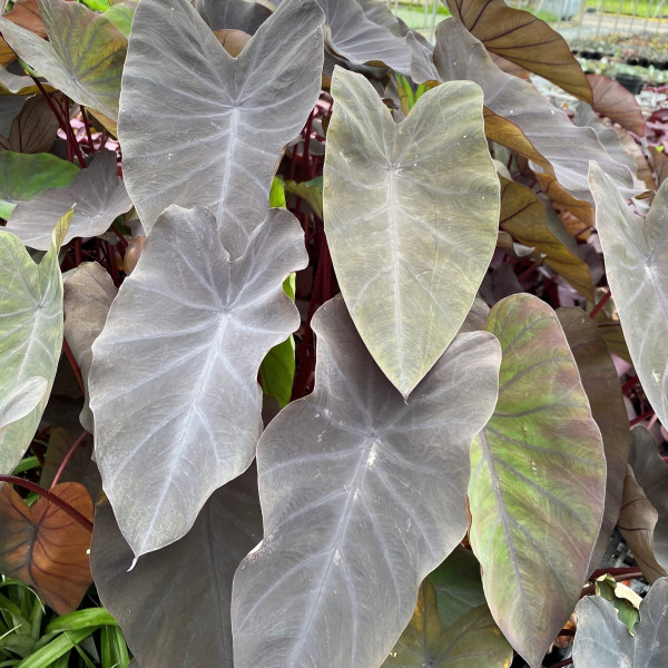 Colocasia esculenta 'Black Magic' (Elephant Ear) - Image 3