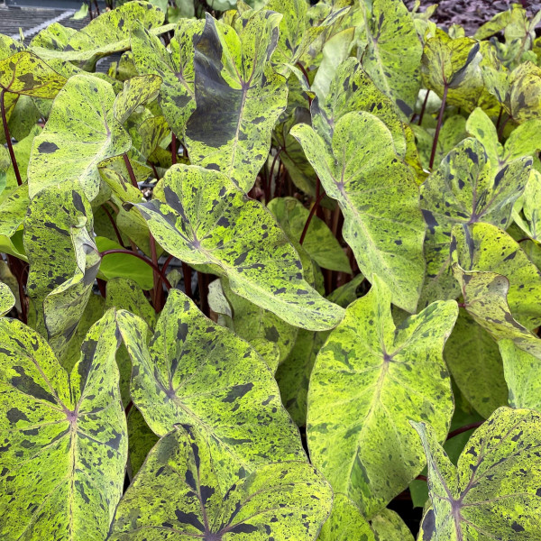 Colocasia ensulenta 'Mojito' (Elephant Ear)