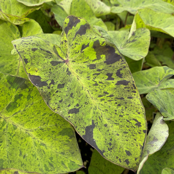 Colocasia ensulenta 'Mojito' (Elephant Ear) - Image 2