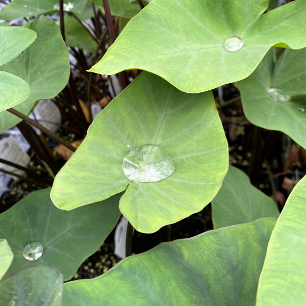 Colocasia esculenta 'Tea Cup' (Elephant Ear) - Image 2