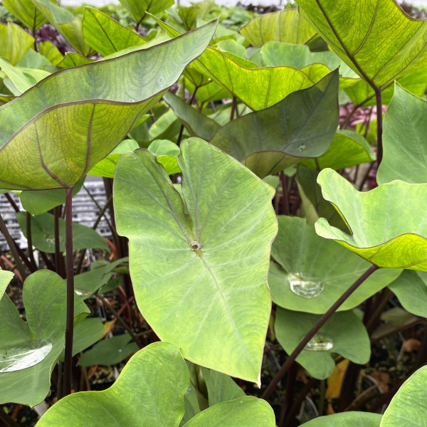 Colocasia esculenta 'Tea Cup' (Elephant Ear) - Image 3