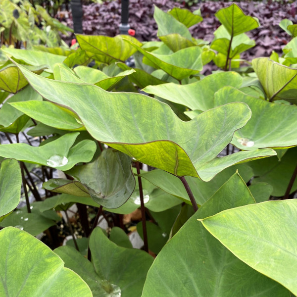 Colocasia esculenta 'Tea Cup' (Elephant Ear) - Image 4