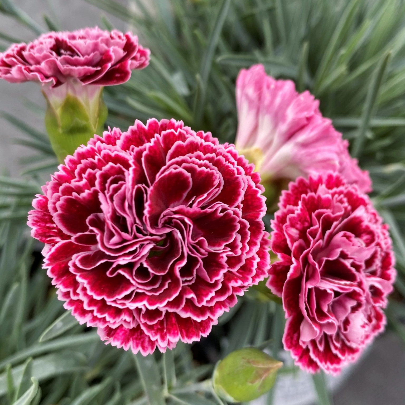 Dianthus Fruit Punch® ‘Cherry Vanilla’ (Pinks) PP29,684 - Cavano's ...