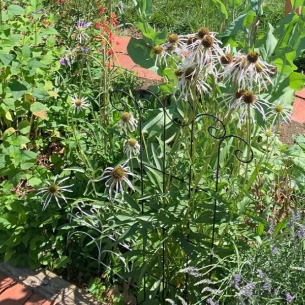 Echinacea pallida 'Hula Dancer' (Pale Purple Coneflower)