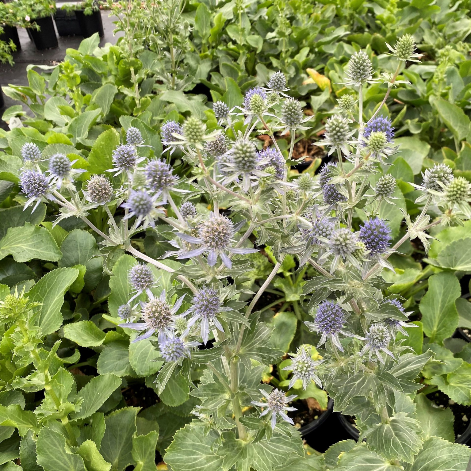 Eryngium planum ‘Blauer Zwerg’ (Sea Holly) Cavano's Perennials